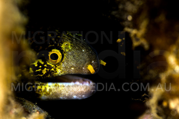 Snowflake Moray Eel