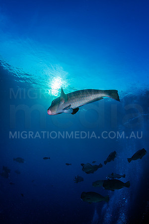 Bumphead Parrotfish Portrait