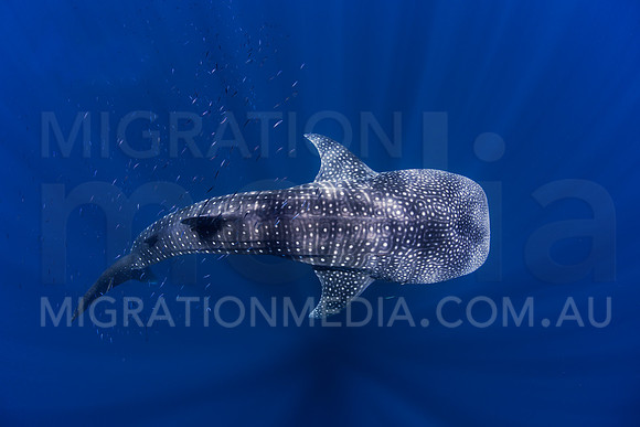 Whaleshark Below