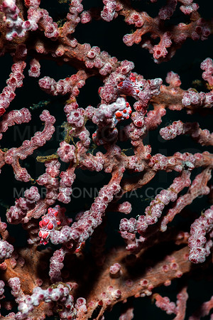 Bargibanti Pygmy Seahorses