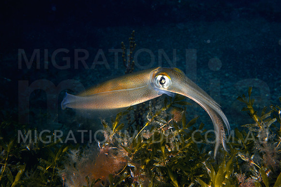 Squid Portrait