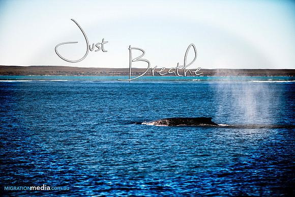 Humpback Whale Ningaloo Reef