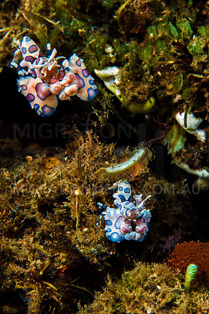 Harlequinn Shrimps