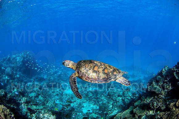 Green Turtle over Coral Reef