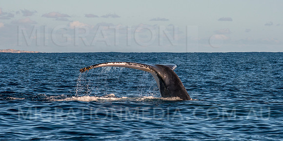 Humpback Whale Tail
