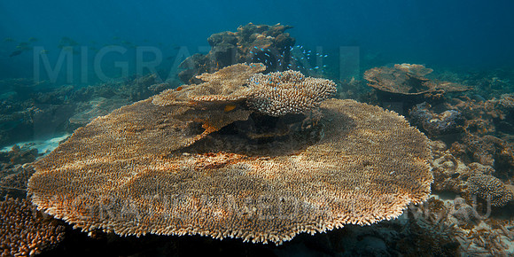 Table Coral