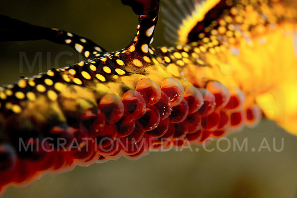 Weedy Sea Dragon Close-Up