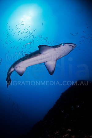 Grey Nurse Shark Above