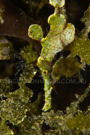Halimeda Ghostpipefish Looking Down