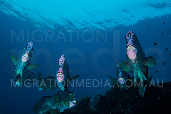 Bumphead Parrotfish faces