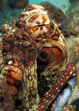 Beautiful Octopus