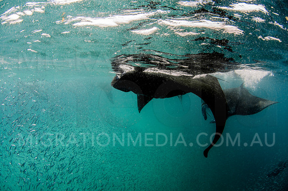 Black Manta Ray Baitball Feeding Frenzy
