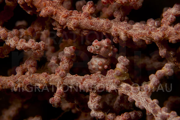 Pygmy Seahorse Cute