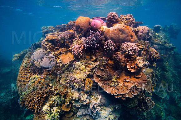 Colourful Hard Coral Bombie