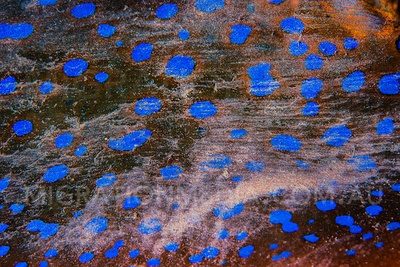 Blue-Spotted Stinray Spots