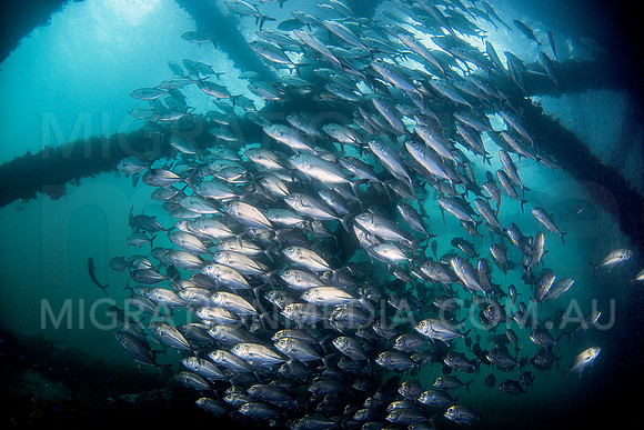 Jacks Under Jetty