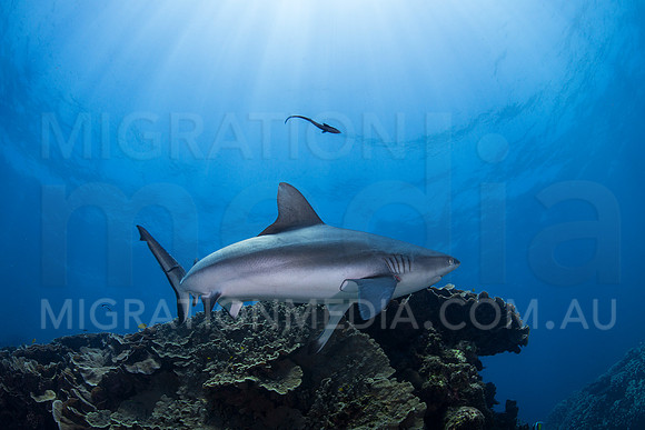 Grey Reef Shark Turning Away