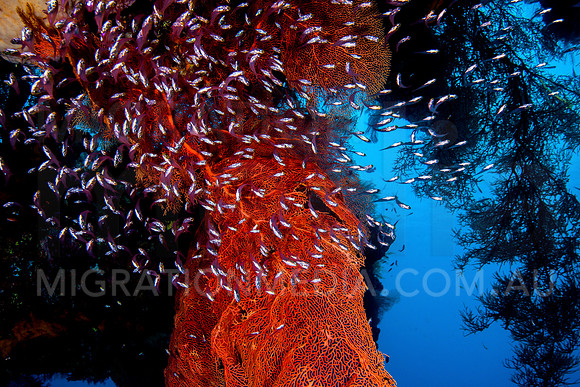 Glassfish Surrounding Sea Fan