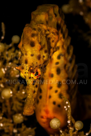 Potbelly Seahorse Hiding