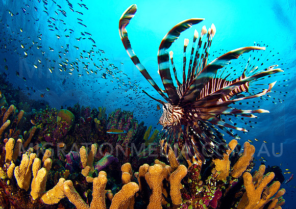Lionfish Dancing