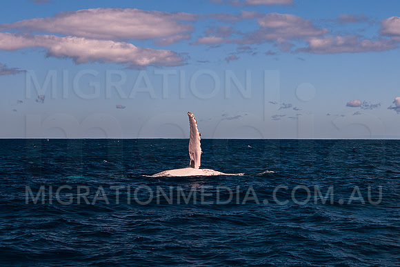 Humpback Whale Pectoral Fin
