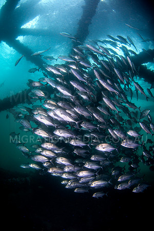 Jacks Under Pier