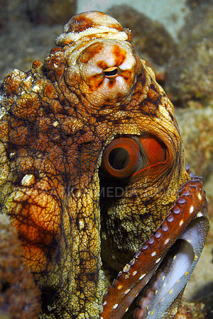 Octopus Tenticles