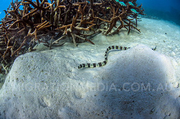 Banded Snake Eel on Sand