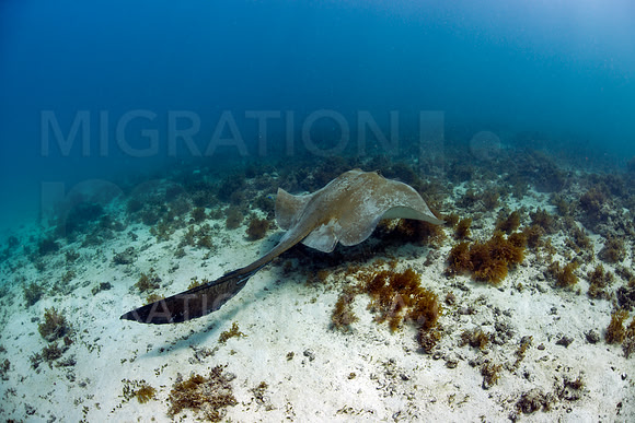 Cowtail Ray Tail