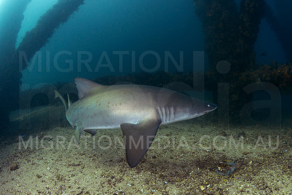 Grey Nurse Shark Turning Away