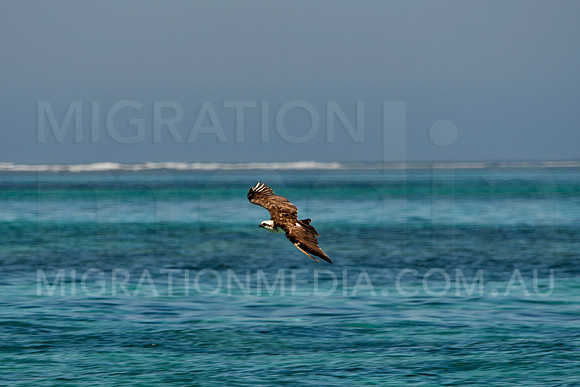 Osprey in-Flight over Ocean