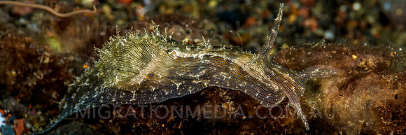 Sea Hare
