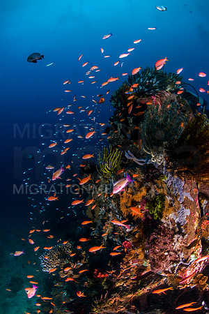 Anthias on Beautiful Artificial Reef