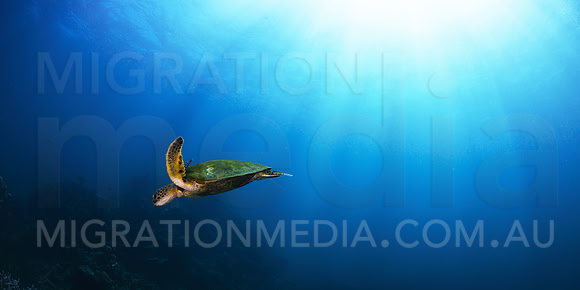 Green Turtle in Sunrays