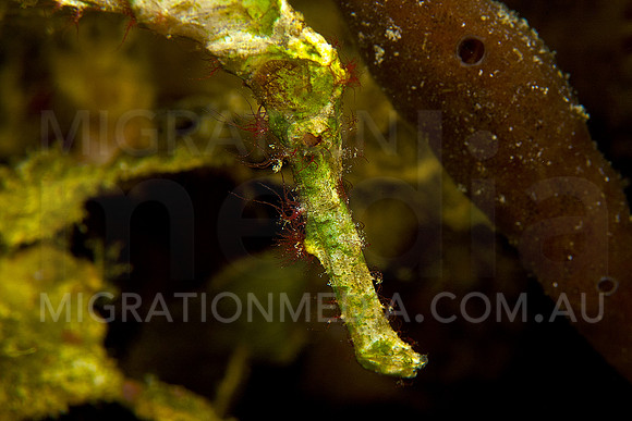 Halimeda Ghostpipefish Close