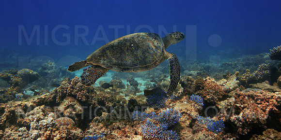 Green Turtle Swimming