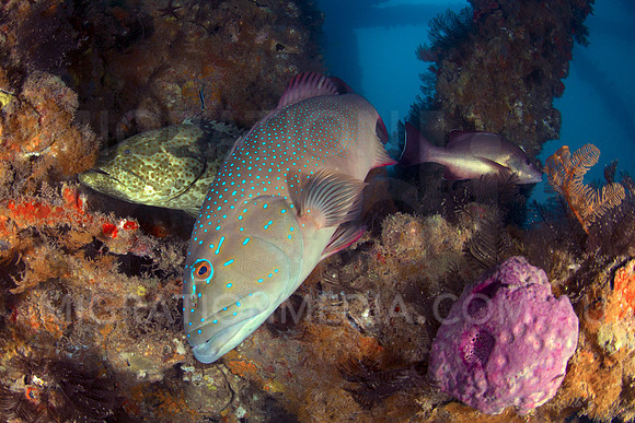 Trout, Groper & Snapper