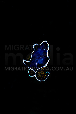 Gold dotted Flatworm Swimming (3)
