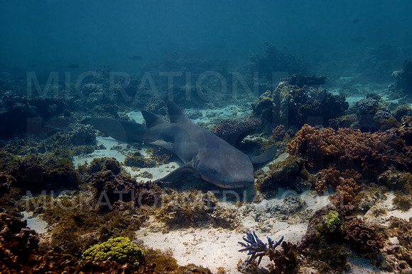 Resting Tawny Nurse Shark
