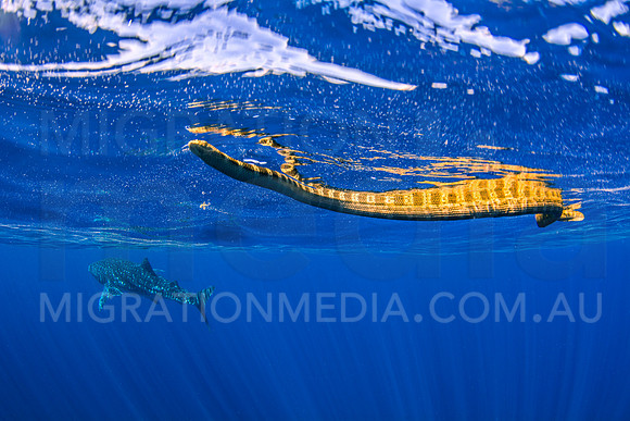 Brown Olive Banded Sea Snake with Whaleshark