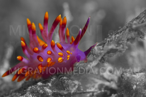 Cuthona Nudi Pop