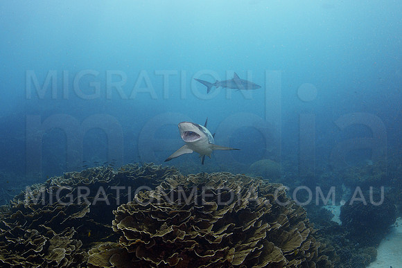 Grey Reef Shark Mouth Teeth Cleaned