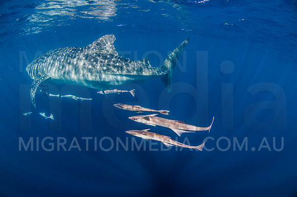 Remoras with Large Whaleshark