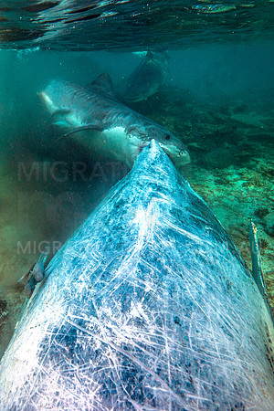 Large Tiger Sharks Biting on Humpback Whale Carcass