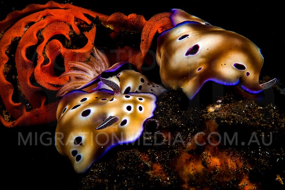 Chromodoris Nudibranchs Laying Eggs (4)
