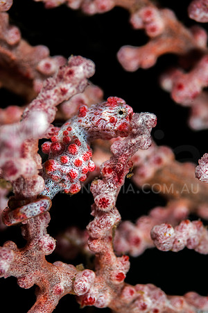 Bargibanti Pygmy Seahorse Looking