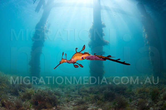 Weedy Sea Dragon Scene