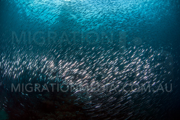 Baifish at Jetty