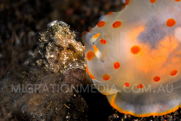 Sea Hare Eaten by Nudibranch (8)