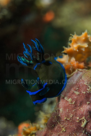 Green Blue Nembrotha Nudibranch Portrait